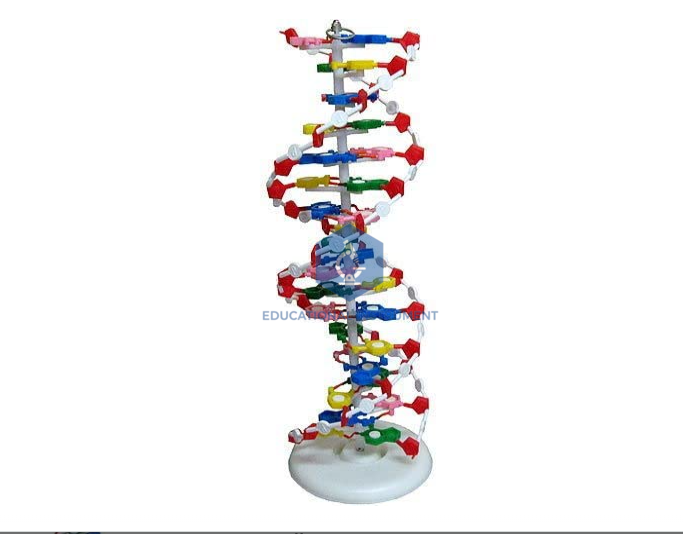 DNA Structure Model, Plastic Assembly Kit